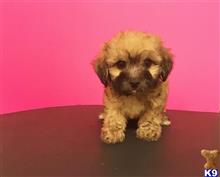 maltipoo puppy posted by NEW PUPPIES